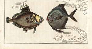 Święty kamień (lub kura morska, doree lub zee) - nić szewska (lub pierzasta karanga) - John Dory, Zeus faber 126, i afrykański pompano, Alectis ciliaris 127. Ręcznie kolorowany miedzioryt z Encyklopedii Historii Naturalnej Gottlieba Tobiasa Wilhelma: Ryby, autorstwa Unbekannter Künstler
