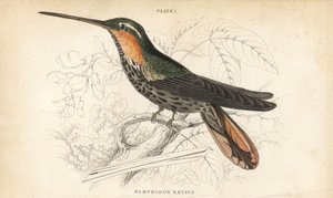 Pustelnik piłokształtny, Ramphodon naevius (koliber piłokształtny plamisty). Ręcznie kolorowana stalowa rycina autorstwa Williama Lizarsa z Sir William Jardine