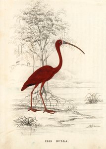 Ibis szkarłatny, Eudocimus ruber (Ibis rubra). Ręcznie kolorowany staloryt z Galerii Historii Naturalnej Georga Friedricha Treitschke, Naturhistorischer Bildersaal des Thierreiches, Liepzig. autorstwa Unbekannter Künstler