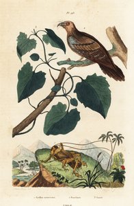 Schizodactylus monstrosus świerszcz 1, ptak oleisty, Steatornis caripensis 2 i winorośl Mikania guaco 3 autorstwa Unbekannt