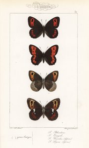 Argus szkocki, Erebia aethiops, obrączka duża, Erebia euryale, obrączka jesienna, Erebia neoridas (brzuszna) i Arran brązowy, Erebia ligea (brzuszna). Ręcznie kolorowany staloryt wykonany przez braci Pauquet na podstawie ilustracji Alexisa Nicolasa Noela z autorstwa Unbekannter Künstler