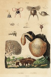 Ślimaki morskie, Diacavolinia limbata i Diacria trispinosa 1-10 oraz grzyby Hydnum, grzyb jeżowy, Hydnum repandum 14, grzyb koralowy, Hericium coralloides 12 itp. autorstwa Unbekannt