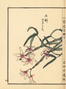Sekkoku, dendrobium Mohla lub japońska orchidea kamienna, Dendrobium moniliforme. Ręcznie kolorowany drzeworyt autorstwa Kono Bairei z Kusa Bana Hyakushu (Sto odmian kwiatów), Tokio, Yamada autorstwa Unbekannter Künstler