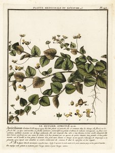 Sharpleaf cancerwort, Kickxia elatine. autorstwa Unbekannter Künstler