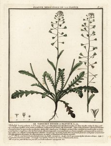 Torebka pasterska, Capsella bursa-pastoris. autorstwa Unbekannter Künstler