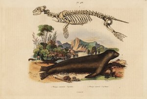 Szkielet foki pospolitej Phoca vitulina 1 i lwa morskiego australijskiego Neophoca cinerea 2 autorstwa Unbekannt