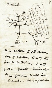 Szkic Karola Darwina (1809-1882) z jego pierwszego notatnika "Transmutacja gatunków": jest to jego pierwszy diagram odnoszący się do jego teorii ewolucji. 1837 autorstwa Unbekannter Künstler