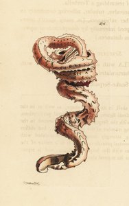 Muszla ślimaka szczelinowego, Tenagodus anguinus (Muricated serpula, Serpula muricata). Ilustracja narysowana i wygrawerowana przez Richarda Polydore
