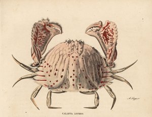 Gładki lub czerwono nakrapiany krab skrzynkowy, Calappa calappa (Calappa lophos). Ręcznie kolorowany staloryt autorstwa A. Scippa z Galerii Historii Naturalnej Georga Friedricha Treitschke, Naturhistorischer Bildersaal des Thierreiches, Liepzig-1842. autorstwa Unbekannter Künstler