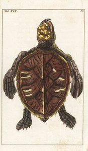 Snack Turtle lub Scale Turtle - Strong Water autorstwa Gottlieba Tobiasa Wilhelma (1758-1811), z Encyclopedie of Natural History: Płazy autorstwa Unbekannter Künstler