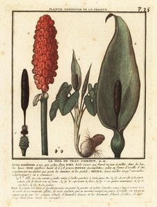 Wężowaty, Arum maculatum. autorstwa Unbekannter Künstler