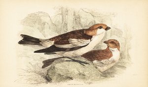 Trznadel śnieżny, Plectrophenax nivalis.1889 (grawerunek) autorstwa Unbekannter Künstler
