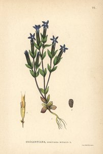 Goryczka śnieżna, Gentiana nivalis autorstwa Unbekannter Künstler