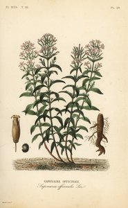 Mydlnica lekarska lub mydlnica lekarska, Saponaria officinalis, Saponaire officinale autorstwa Unbekannt
