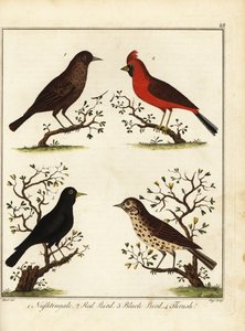 Ptaki śpiewające: słowik, czerwony ptak, czarny ptak i drozd. 1792 (grawerowanie) autorstwa Unbekannter Künstler