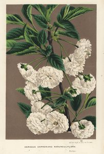 Wiśnie, Prunus cerasus (caproniana ranunculiflora). Ręcznie kolorowana litografia z dzieła Louisa van Houtte
