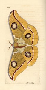 Południowoindyjski tussore mały, Antheraea paphia (Phalaena paphia). Ilustracja narysowana i wygrawerowana przez Richarda Polydore