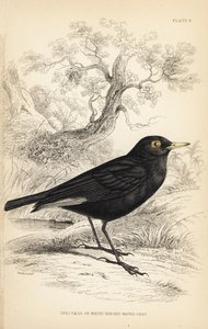 Tyran widmowy, Hymenops perspicillatus (tyran widmowy lub białoskrzydły, Perspicilla leucoptera). Ręcznie kolorowany staloryt autorstwa Williama Lizarsa na podstawie ilustracji Williama Swainsona z Naturalist