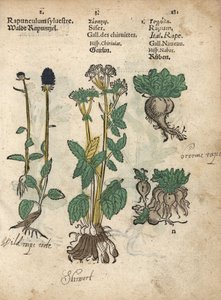 Rampion kolczasty, Phyteuma spicatum, skirret, Sium sisarum, i rzepa, Brassica rapa. Ręcznie kolorowany drzeworyt przedstawiający ilustrację botaniczną z Krauterbuch lub Herbal Adama Lonicera, Frankfurt autorstwa Unbekannter Künstler