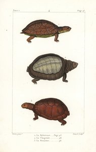 Żółw plamisty, Rhinoclemmys punctularia 1, żółw indyjski, Lyssemys punctata 2 i północnoafrykański żółw hełmiasty, Pelomedusa subrufa olivacea. Ręcznie kolorowany miedzioryt autorstwa Davida na podstawie ilustracji Jeana-Gabriela Pretre