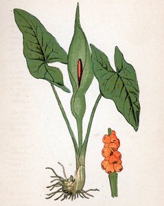 Guleta plamista (Arum maculatum lub Chandelle, Veal