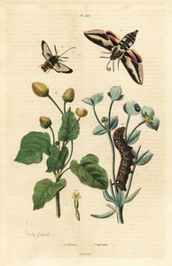 wilczomlecz, Hyles euphorbiae i gąsienica 1, ćma szerszenia, Sesia apiformis 2 i roślina powodująca ból zęba, gatunki Spilanthes autorstwa Unbekannt