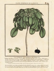 Wawrzyn wilczomlecza, Daphne Laureola. autorstwa Unbekannter Künstler