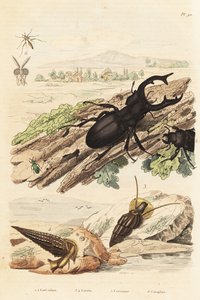 Jelonek rogacz, jeleń Lucanus 1, Cerithium sulcatum i małże Rhinoclavis 3,4, Cerocoma elateroides 5 i osa Keroplatus tipuloides 6 autorstwa Unbekannt