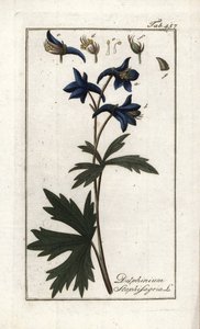Staphisegar lub ziele z wszy, podagrycznik lub dzikie winogrono (Delphinium staphisagria). Litografia z "Afbeelding der Artseny-Gewassen" autorstwa Johannesa Zorna (1739-1799), Holandia autorstwa Unbekannter Künstler