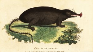 Kret gwiaździsty, Condylura cristata., 1800 (rycina) autorstwa Unbekannter Künstler