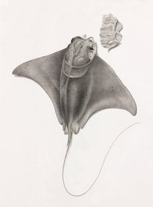 Płaszczka, widok z góry z bliska autorstwa Unbekannt