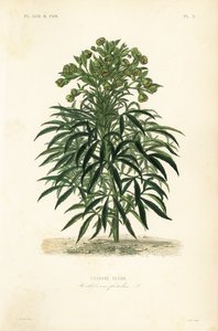 Ciemiernik cuchnący, Helleborus foetidus, Hellebore fetide autorstwa Unbekannt