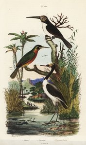 Bocian, Mycteria Jabiru, jakamar rdzawy, Galbula ruficauda i jakamar trójpalczasty, Jacamaralcyon tridactyla autorstwa Unbekannt
