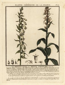 Naparstnica słomiana, Digitalis lutea. autorstwa Unbekannter Künstler