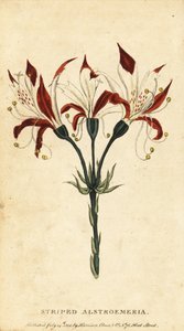 Alstroemeria pasiasta, Alstroemeria ligtu. 1800 (grawerowanie) autorstwa Unbekannter Künstler