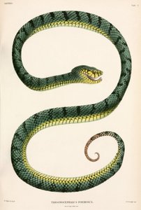 Sumatran Pit-Viper, Indonezja autorstwa Unbekannter Künstler