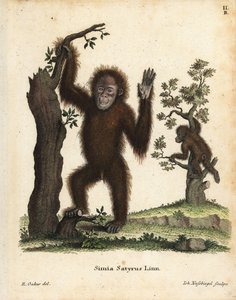 Orangutan sumatrzański, Pongo abelii. Krytycznie zagrożony. Ręcznie kolorowany miedzioryt według ilustracji R. Oakesa z "Animal Illustrations after Nature, or Schreber