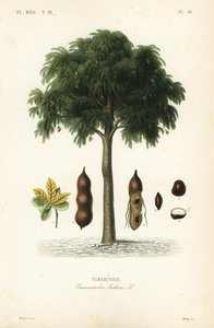 Drzewo tamaryndowca, Tamarindus indica, Tamarinier autorstwa Unbekannt