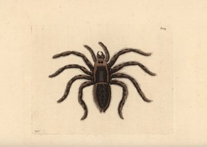 Tarantula wolf spider, Lycosa tarantula (pająk tarantula, Aranea tarantula). Ilustracja narysowana i wygrawerowana przez Richarda Polydore