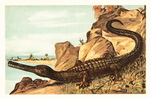 Teleosaurus cadomensis, wymarły gatunek krokodyla morskiego.1908 (litografia) autorstwa Unbekannter Künstler