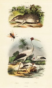 Tenrec, bocian i bzyk.,1834-1839 (rycina) autorstwa Unbekannter Künstler
