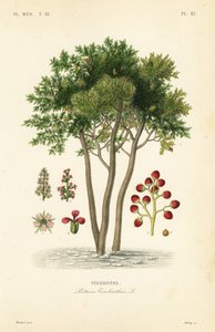 Terebinth lub terpentyna, Pistacia terebinthus, Terebinthe autorstwa Unbekannt