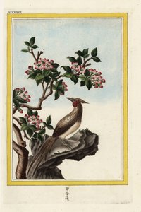 Jabłoń chińska. Jabłoń chińska, Malus prunifolia. Ręcznie kolorowana akwaforta Pierre