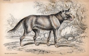 Lis Chenu lub lis brazylijski, Lycalopex vetulus - Litografia autorstwa pułkownika Charlesa Hamiltona Smitha ilustrująca Naturalist