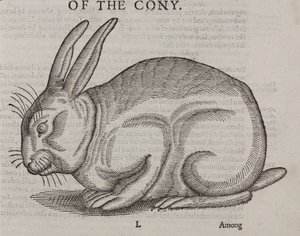Cony autorstwa Unbekannt