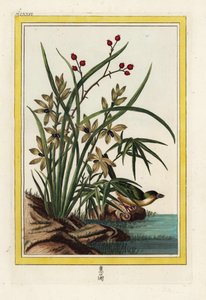 Elleborin z Chin. Storczyk Helleborine, Cephalanthera longifolia. Ręcznie kolorowana akwaforta Pierre
