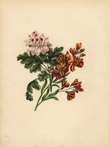 Helen Geranium, Preferencja; The Garden Wallflower, Wierność w nieszczęściu autorstwa Unbekannt