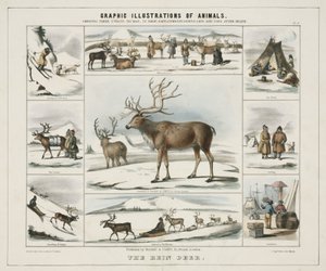 „Rein Deer”, ok. 1845 r. autorstwa Unbekannt