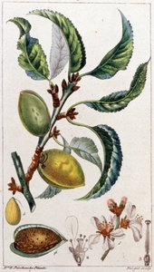 Drzewo migdałowe, ok. 1801-1850 (rycina) autorstwa Unbekannter Künstler
