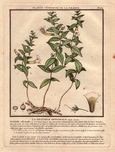 Gratiole officinale (Gratiola officinalis). Roślina żylasta, opis rośliny, łodygi, liści, kwiatów i korzeni. Szczegóły dotyczące kielicha, słupka i kapsułki. Eau forte en couleurs XVIII wiek, w Herbier de la France (1780-1793), rysunek, rycina i p autorstwa Unbekannter Künstler